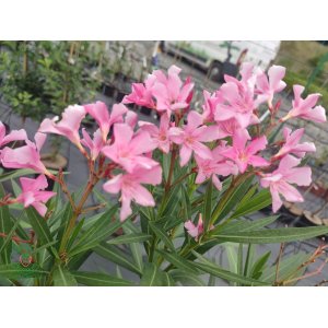 Oleander obyčajný (Nerium oleander) RUŽOVÝ - výška 80-100 cm, kont. C5L (-10/-12°C)  - NA KMIENKU 